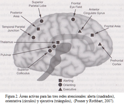 Redes atencionales en el cerebro. Fig 2